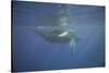 Two Humpback Whales-DLILLC-Stretched Canvas