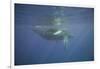 Two Humpback Whales-DLILLC-Framed Photographic Print