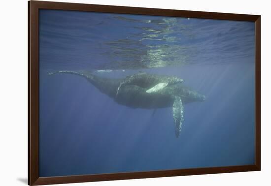 Two Humpback Whales-DLILLC-Framed Photographic Print