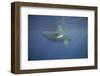 Two Humpback Whales-DLILLC-Framed Photographic Print