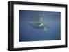 Two Humpback Whales-DLILLC-Framed Photographic Print