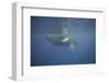 Two Humpback Whales-DLILLC-Framed Photographic Print