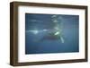 Two Humpback Whales-DLILLC-Framed Photographic Print