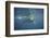 Two Humpback Whales-DLILLC-Framed Photographic Print