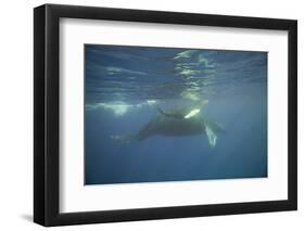 Two Humpback Whales-DLILLC-Framed Photographic Print