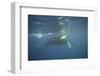 Two Humpback Whales-DLILLC-Framed Photographic Print