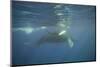 Two Humpback Whales-DLILLC-Mounted Photographic Print