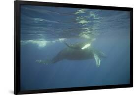 Two Humpback Whales-DLILLC-Framed Photographic Print