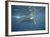 Two Humpback Whales-DLILLC-Framed Photographic Print