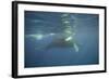 Two Humpback Whales-DLILLC-Framed Photographic Print