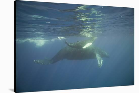 Two Humpback Whales-DLILLC-Stretched Canvas
