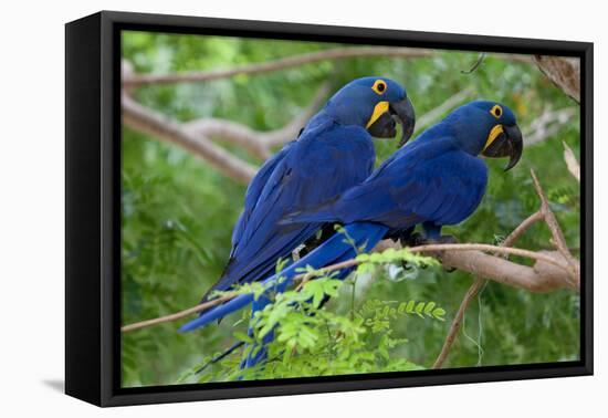 Two Hyacinth Macaws-Howard Ruby-Framed Stretched Canvas