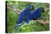 Two Hyacinth Macaws-Howard Ruby-Stretched Canvas