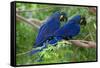 Two Hyacinth Macaws-Howard Ruby-Framed Stretched Canvas