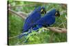 Two Hyacinth Macaws-Howard Ruby-Stretched Canvas
