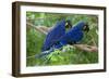 Two Hyacinth Macaws-Howard Ruby-Framed Photographic Print