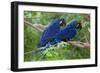 Two Hyacinth Macaws-Howard Ruby-Framed Photographic Print