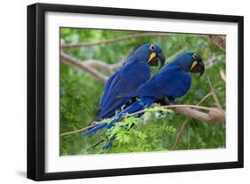 Two Hyacinth Macaws-Howard Ruby-Framed Photographic Print