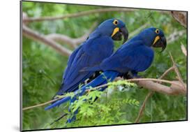 Two Hyacinth Macaws-Howard Ruby-Mounted Photographic Print