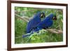 Two Hyacinth Macaws-Howard Ruby-Framed Photographic Print