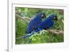 Two Hyacinth Macaws-Howard Ruby-Framed Photographic Print