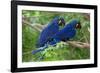 Two Hyacinth Macaws-Howard Ruby-Framed Photographic Print