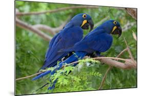 Two Hyacinth Macaws-Howard Ruby-Mounted Photographic Print