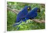 Two Hyacinth Macaws-Howard Ruby-Framed Photographic Print