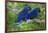 Two Hyacinth Macaws-Howard Ruby-Framed Photographic Print