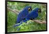 Two Hyacinth Macaws-Howard Ruby-Framed Photographic Print