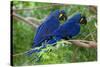 Two Hyacinth Macaws-Howard Ruby-Stretched Canvas