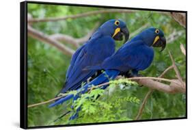 Two Hyacinth Macaws-Howard Ruby-Framed Stretched Canvas