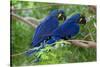 Two Hyacinth Macaws-Howard Ruby-Stretched Canvas