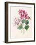 Two Hybrid 'Peliagoniums', 1828-Louise D'Orleans-Framed Giclee Print