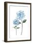 Two Hydrangeas-Enya Todd-Framed Art Print