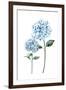 Two Hydrangeas-Enya Todd-Framed Art Print