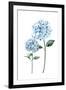 Two Hydrangeas-Enya Todd-Framed Art Print