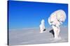 Two Ice-Covered Trees on Top of a Mountain in Arctic Lapland-1photo-Stretched Canvas