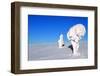 Two Ice-Covered Trees on Top of a Mountain in Arctic Lapland-1photo-Framed Photographic Print