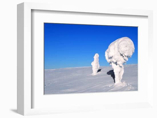 Two Ice-Covered Trees on Top of a Mountain in Arctic Lapland-1photo-Framed Photographic Print