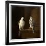 Two Iceland Falcons-Jakob Bogdani Or Bogdany-Framed Giclee Print