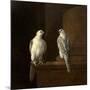 Two Iceland Falcons-Jakob Bogdani Or Bogdany-Mounted Giclee Print