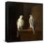 Two Iceland Falcons-Jakob Bogdani Or Bogdany-Framed Stretched Canvas