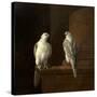 Two Iceland Falcons-Jakob Bogdani Or Bogdany-Stretched Canvas