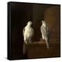 Two Iceland Falcons-Jakob Bogdani Or Bogdany-Framed Stretched Canvas