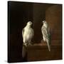 Two Iceland Falcons-Jakob Bogdani Or Bogdany-Stretched Canvas