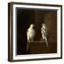 Two Iceland Falcons-Jakob Bogdani Or Bogdany-Framed Giclee Print