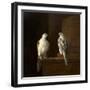 Two Iceland Falcons-Jakob Bogdani Or Bogdany-Framed Giclee Print