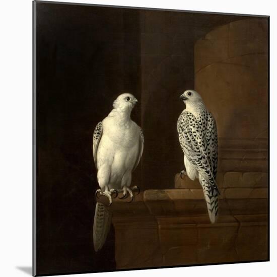 Two Iceland Falcons-Jakob Bogdani Or Bogdany-Mounted Giclee Print