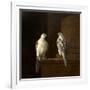 Two Iceland Falcons-Jakob Bogdani Or Bogdany-Framed Giclee Print